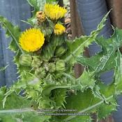Spiny Sow-thistle #411; RAB p. 1023, 179-8-2; AG p. 305, 55-98-2,