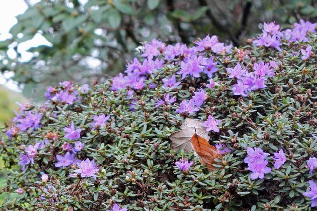 Photo of Dwarf Rhododendron (Rhododendron impeditum) uploaded by RuuddeBlock