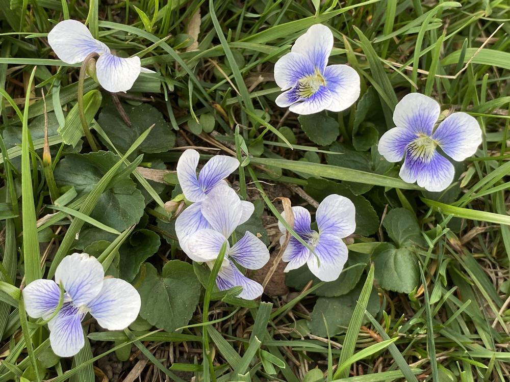 Photo of Sweet Violet (Viola odorata) uploaded by csandt