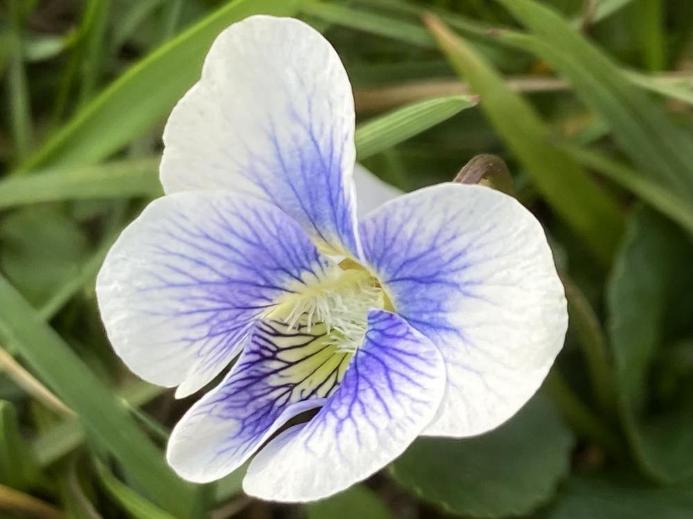 Photo of Sweet Violet (Viola odorata) uploaded by csandt