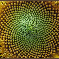 Location: In my garden in Oklahoma City, OK
Botanical interpretation of the Fibonacci Sequence