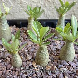 Location: My garden in Tampa, Florida
Date: 2023-04-08
My Sapphire seedlings, pruned, one is showing variegation.