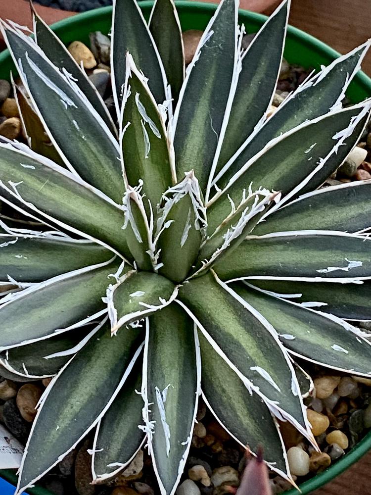 Photo of Agaves (Agave) uploaded by ketsui73