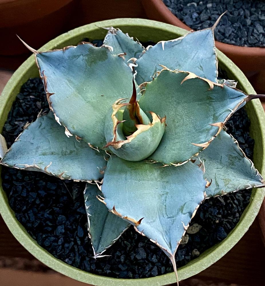Photo of Agaves (Agave) uploaded by ketsui73