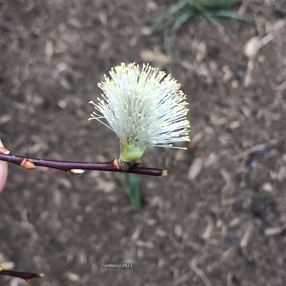Photo of Weeping Pussywillow (Salix caprea 'Pendula') uploaded by sedumzz