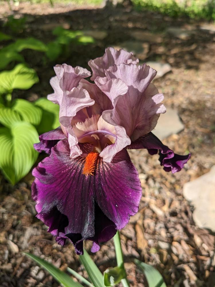 Photo of Tall Bearded Iris (Iris 'Disguise') uploaded by DixieSwede