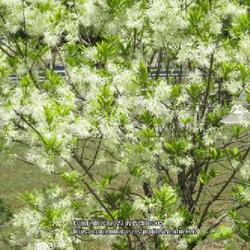 Location: Southern Pines, NC
Date: April 11, 2023
White Fringe tree # 424; RAB p. 830, 153-3-1; LHB p. 800, 166-9-1