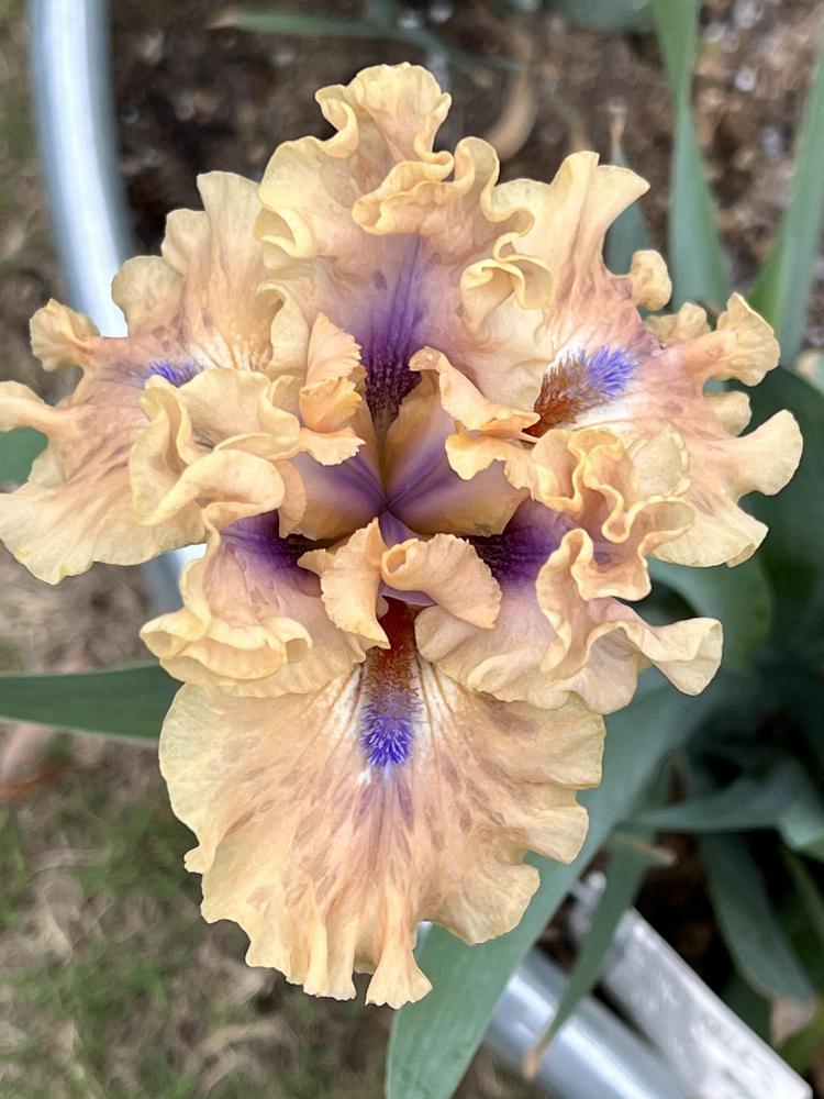 Photo of Intermediate Bearded Iris (Iris 'Bahama Blues') uploaded by makakaualii