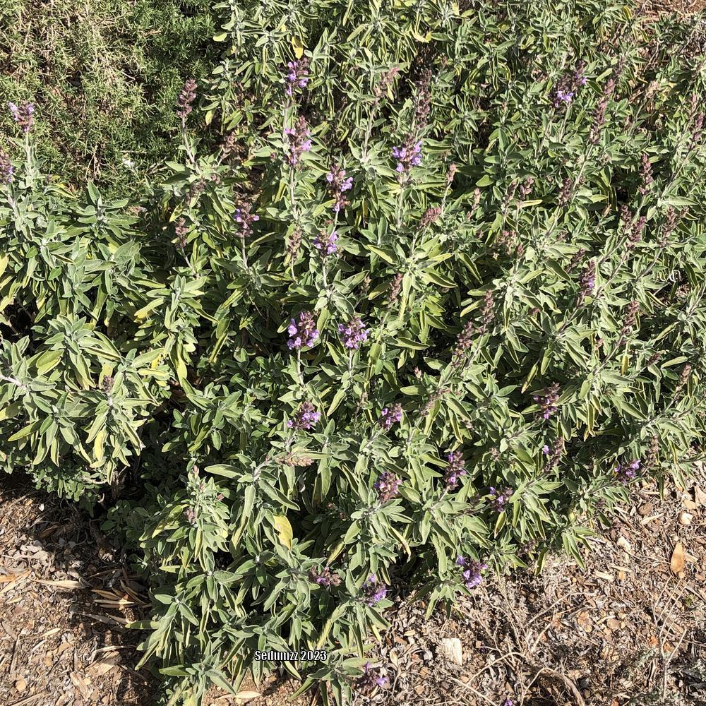 Photo of Culinary Sages (Salvia officinalis) uploaded by sedumzz
