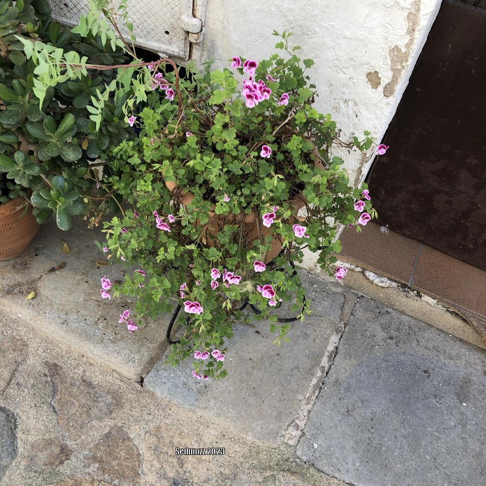 Photo of Pelargoniums (Pelargonium) uploaded by sedumzz