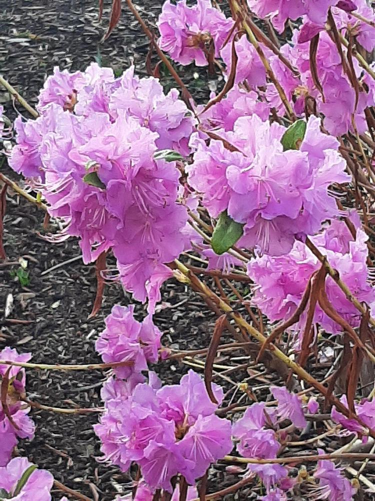 Photo of Korean Rhododendron (Rhododendron mucronulatum) uploaded by Barron_Beaux_Arts