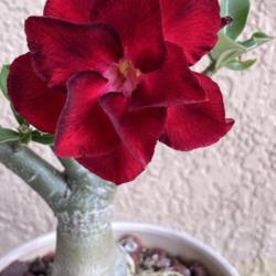 Location: My garden in Tampa, Florida
Date: 2022-04-15
My grafted desert rose, just starting to bloom.