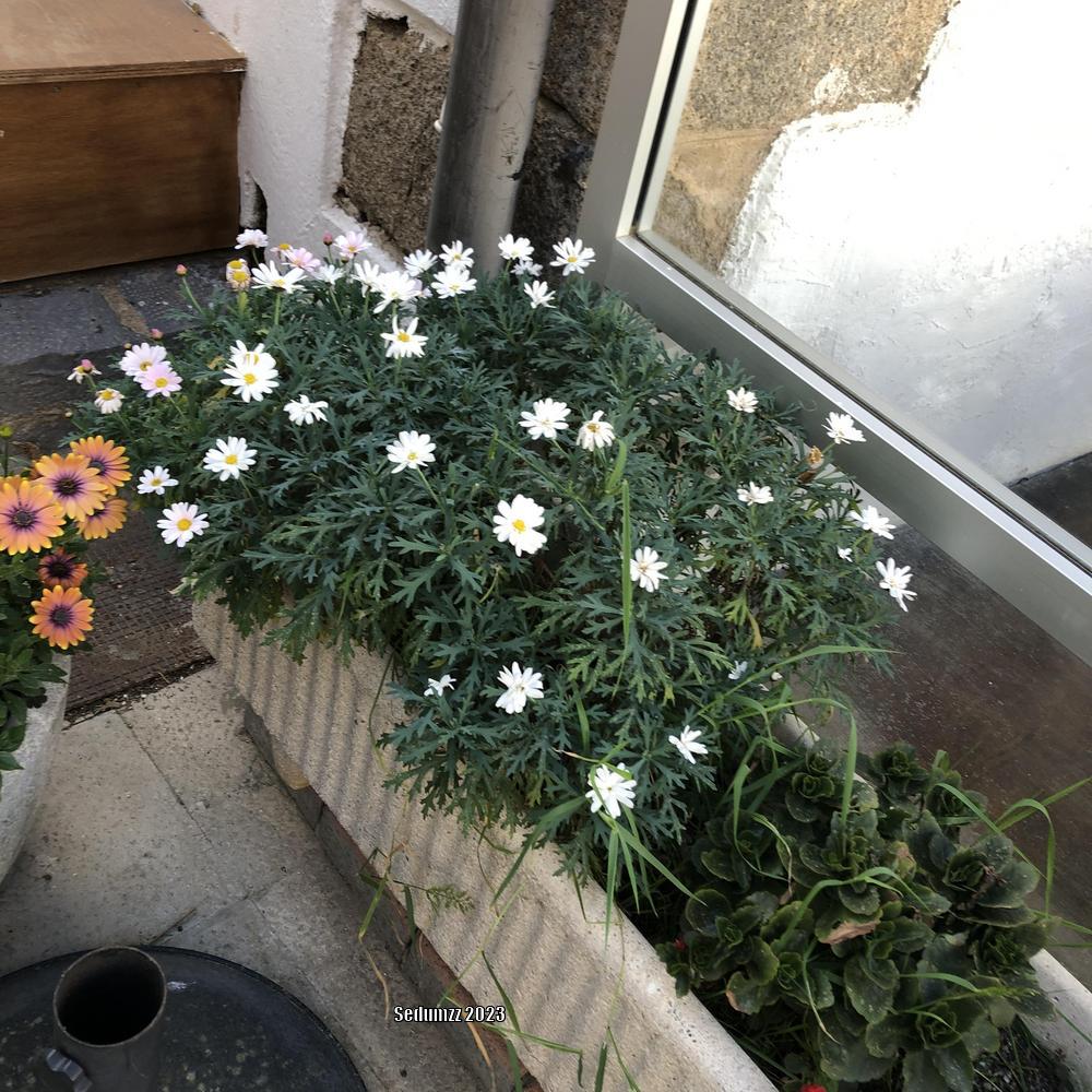 Photo of Marguerite Daisy (Argyranthemum frutescens) uploaded by sedumzz