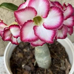Location: My garden in Tampa, Florida
Date: 2023-04-16
My grafted desert rose.