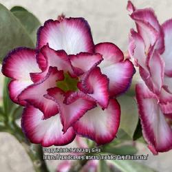 Location: My garden in Tampa, Florida
Date: 2023-04-17 
Interesting color change on my second Double Noble desert rose.