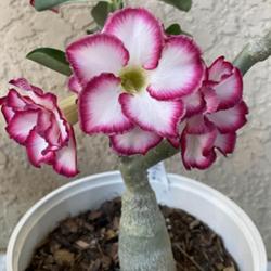 Location: My garden in Tampa, Florida
Date: 2023-04-17
My rescue desert rose, now in bloom!
