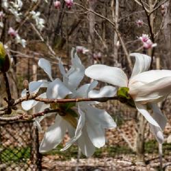 Location: Magnolia Cove, Nichols Arboretum, Ann Arbor
Date: 2023-04-15
Magnolia x loebneri 'Spring Snow' - a bud (left), the backside of