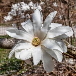 Location: Magnolia Cove, Nichols Arboretum, Ann Arbor
Date: 2023-04-15
Magnolia x loebneri 'Spring Snow'.  The undersides of the stamens