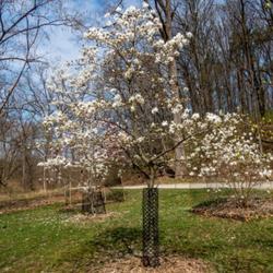 Location: Magnolia Cove, Nichols Arboretum, Ann Arbor
Date: 2023-04-15
A fairly young specimen of M. 'Spring Snow'.  The smaller white m