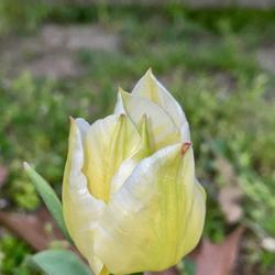 
Date: 2023-04-17
Albino bloom, supposed to be pink