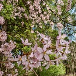 Location: Nichols Arboretum, Ann Arbor
Date: 2023-04-15
Prunus subhirtella 'Pendula'  - trailing, 'weeping' branches put 
