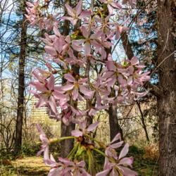Location: Nichols Arboretum, Ann Arbor
Date: 2023-04-15
Prunus subhirtella 'Pendula'  - a trailing branch of blossoms