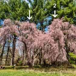 Location: Nichols Arboretum, Ann Arbor
Date: 2023-04-15
Prunus subhirtella 'Pendula' - two old trees whose branches inter