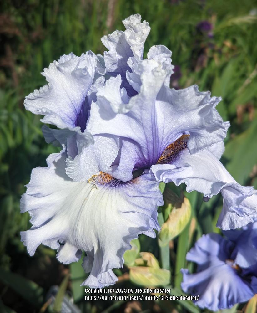 Photo of Tall Bearded Iris (Iris 'Tend My Heart') uploaded by Gretchenlasater