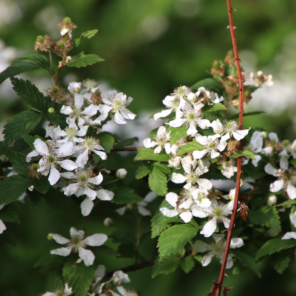 Photo of Wild Blackberry (Rubus cochinchinensis) uploaded by LoriMT