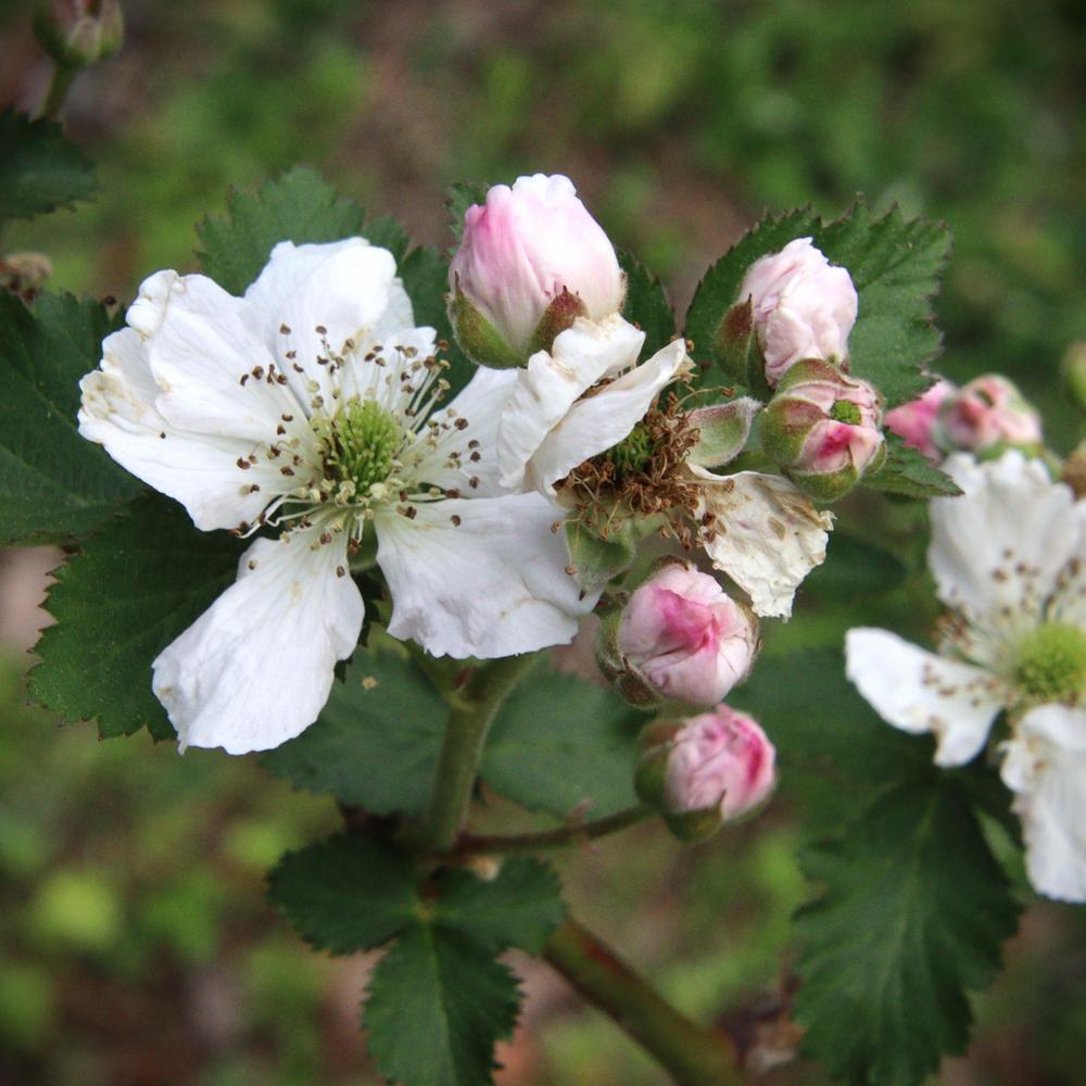 Photo of Thornless Blackberry (Rubus 'Arapaho') uploaded by LoriMT