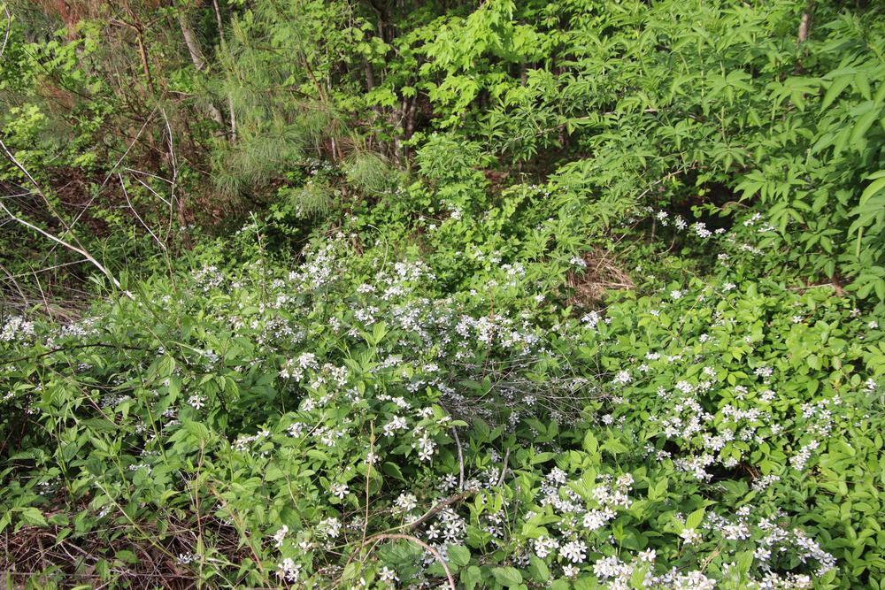 Photo of Wild Blackberry (Rubus cochinchinensis) uploaded by LoriMT