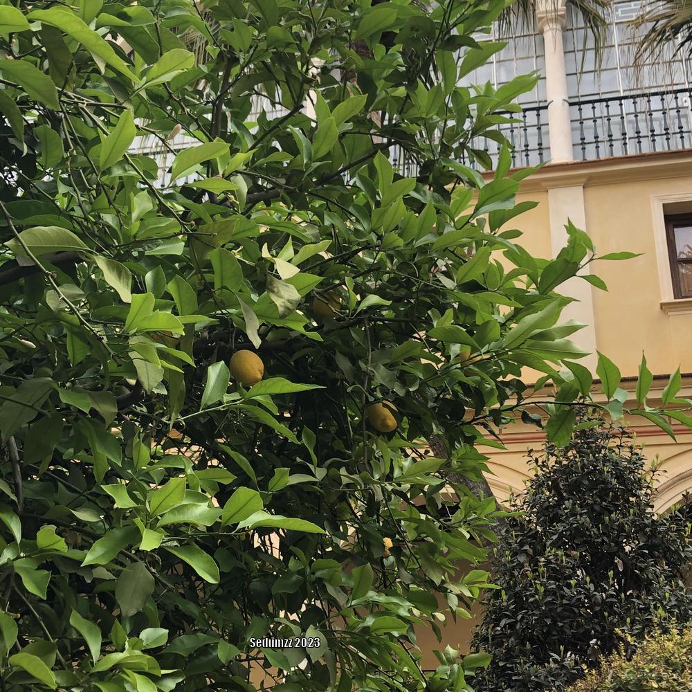 Photo of Lemon (Citrus x limon) uploaded by sedumzz