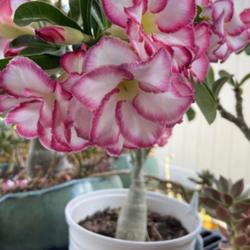 Location: My garden in Tampa, Florida
Date: 2023-04-24
She is a winter rescue and my second ‘Double Noble’ adenium.