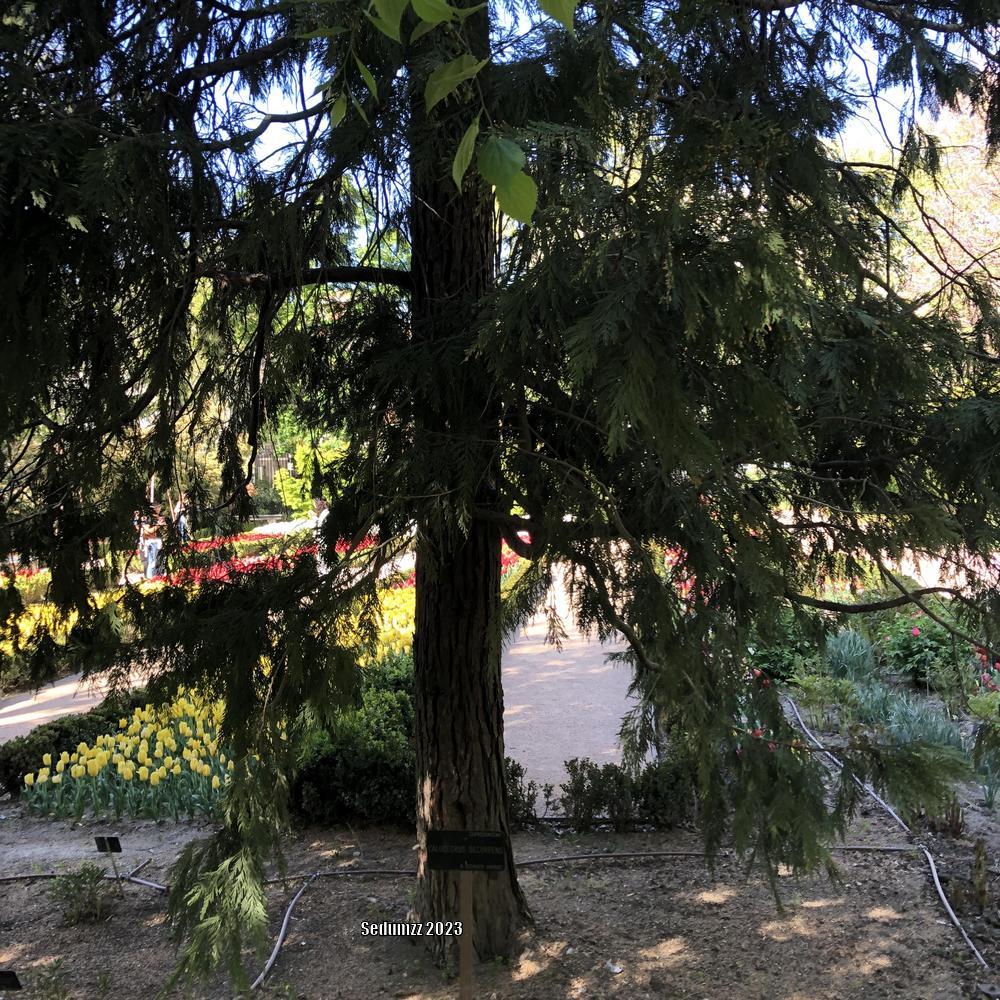 Photo of Incense Cedar (Calocedrus decurrens) uploaded by sedumzz