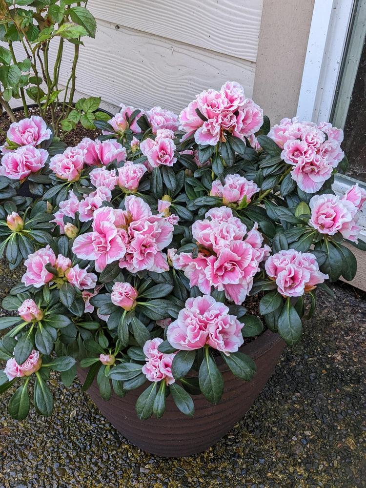 Photo of Rhododendrons (Rhododendron) uploaded by Joy