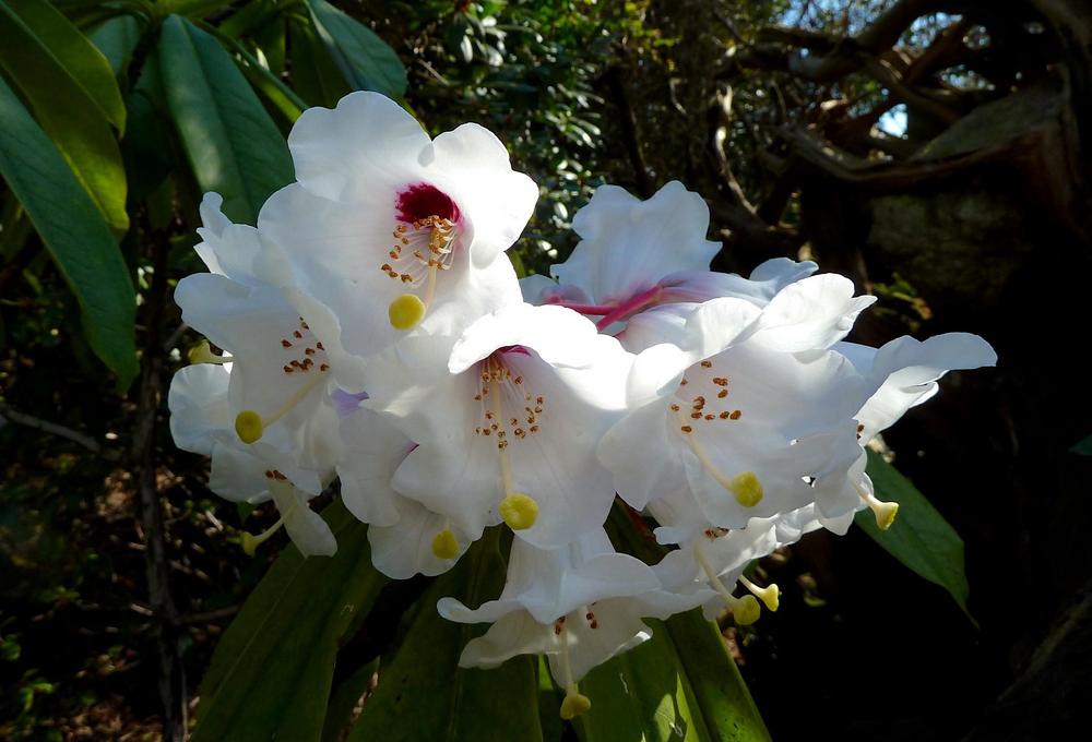 Photo of Tree Rhododendron (Rhododendron calophytum) uploaded by scvirginia