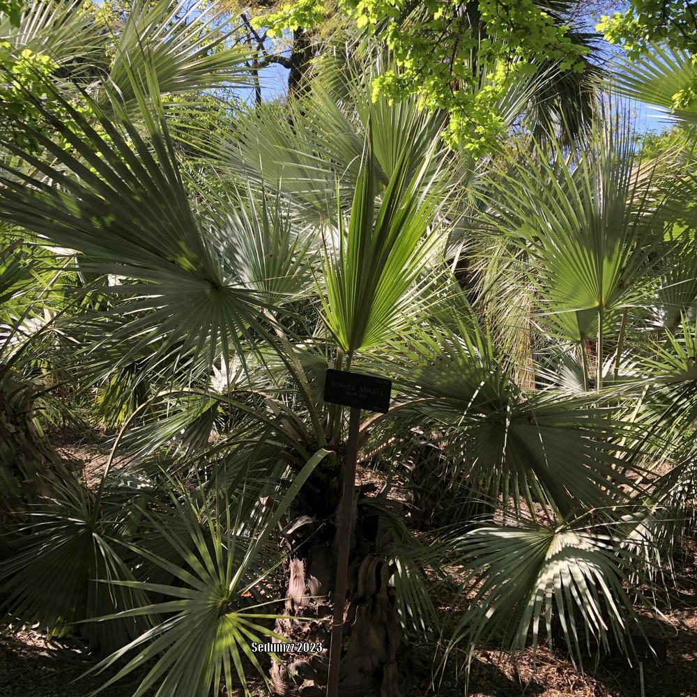 Photo of Mexican Blue Palm (Brahea armata) uploaded by sedumzz