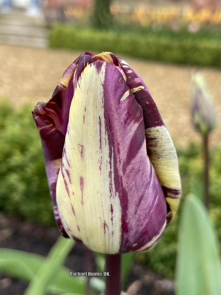 Photo of Rembrandt Tulip (Tulipa 'Insulinde') uploaded by RachaelHunter
