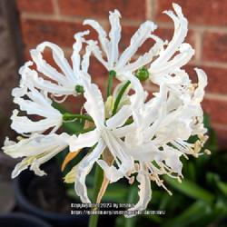 Location: Melbourne, Victoria, Australia
Date: 2018-04-27
The white form of the species (purchased as N. flexuosa var. alba