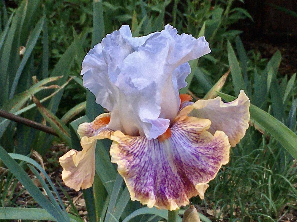 Photo of Tall Bearded Iris (Iris 'Colours of the Wind') uploaded by Neela