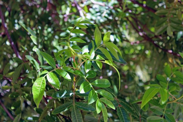 Photo of Brazilian Pepper Tree (Schinus terebinthifolia) uploaded by RuuddeBlock