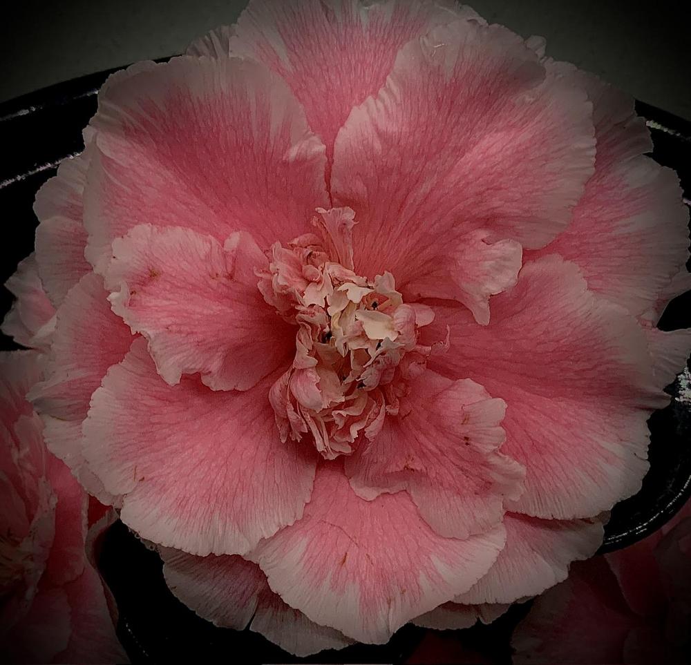Photo of Japanese Camellia (Camellia japonica 'Lady Vansittart') uploaded by bumplbea