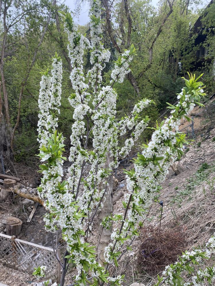 Photo of Japanese Plum (Prunus salicina 'Santa Rosa') uploaded by SpringGreenThumb