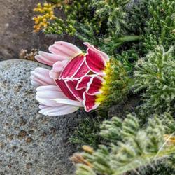 Location: My garden in Albuquerque, NM Zone 7b
Date: 4.9.21
Opening bloom