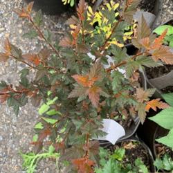Location: Central Pennsylvania
Date: 2022-09-14
Physocarpus opulifolius 'ZLEBic5' Sweet Cherry Tea, nice color ch
