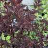 Physocarpus opulifolius 'Royalty', showing it's deep color