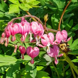 Location: Ann Arbor
Date: 2023-05-05
Bleeding hearts don't strike me as being bee-friendly, but then, 