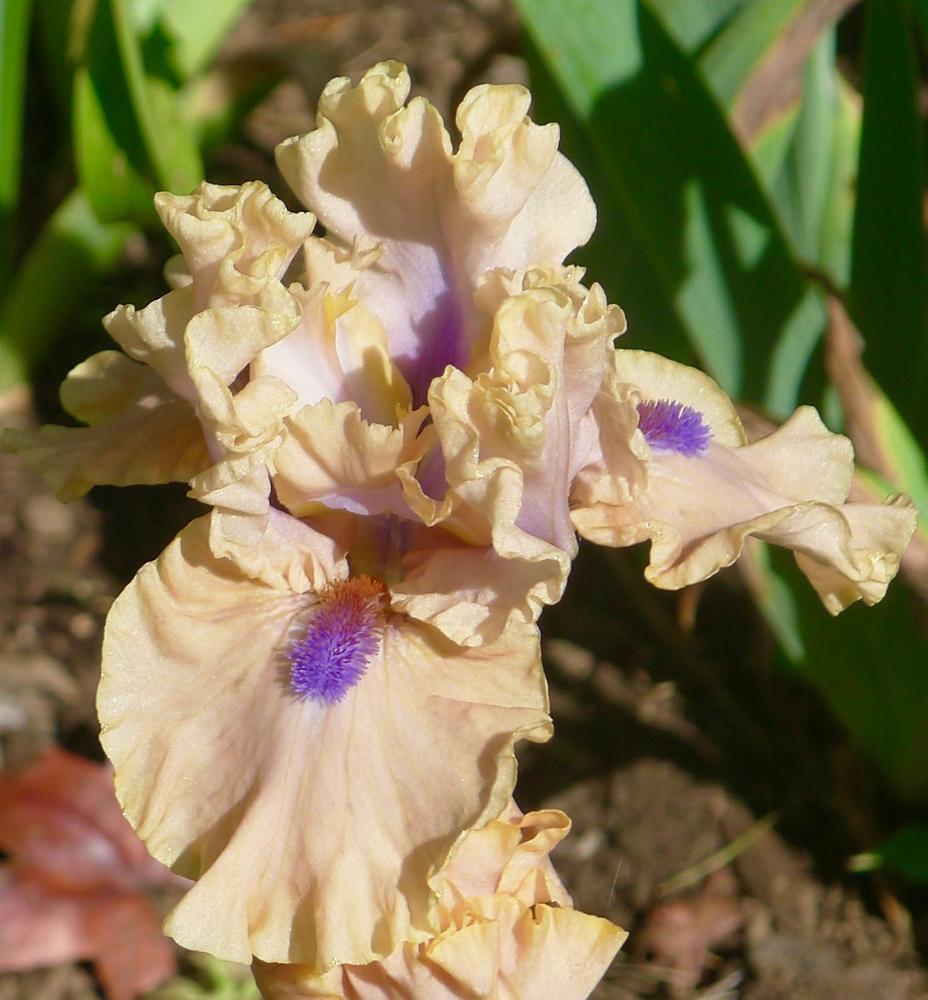 Photo of Intermediate Bearded Iris (Iris 'Bahama Blues') uploaded by janwax
