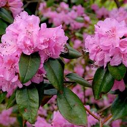 Location:  Clement Gray Bowers Rhododendron Collection, Cornell University, Ithaca, New York
Date: 05/20/2003
photo by Cornell Plantations via Cornell University Library's eCo