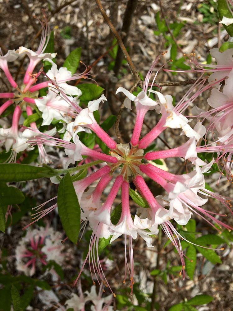 Photo of Alabama Azalea (Rhododendron alabamense) uploaded by scvirginia